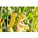 Organic Yellow Whole Corn 1.5 lbs - Non-GMO Maize, Vegan & Kosher Bulk Cereal Grain with B Vitamins - Thiamin & Folate - Buy Online on SooperMarket.com