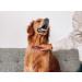 Tuff Pupper Dog Grooming Comb - Remove Dead, Matted Hair Safely| Ergonomic Detangling Comb with No-Slip Handle| Gentle on Skin - Buy Online on SooperMarket.com