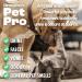 Dirtbusters Pet Pro Artificial Grass Cleaner For Dogs & Cats 3-in-1 Clean Remove Stains Urine & Deodorise With Reactivating Odour Eliminator For All Types Of Astro Turf (5L) - Buy Online on SooperMarket.com