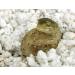 Buy Lucky Reptile HR-2 HatchRite 2L - Premium Breeding Substrate for Reptiles | Fast International Shipping - Buy Online on SooperMarket.com