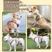 Buy Multi-Purpose Dog Harness with Leash Set - Outbreak-Proof & Anti-Train for Small to Medium Dogs (Beige M) - International Shipping Available - Buy Online on SooperMarket.com
