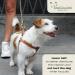 Dogissimi Leather Dog Harness | Adjustable Ergonomic Dog Harness for Small & Medium Dogs | Handmade in Italy | Military Style (M) 41-51 cm - Buy Online on SooperMarket.com