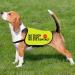 Nervous Dog Jacket Vest Service Dog Working Dog Anxious Dogs Scared Dogs Slogan Warning Vest (NO TOUCH Large) - Buy Online on SooperMarket.com