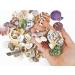 70+ pcs Famoby Sea Shells & Starfish for DIY Crafts & Beach Theme Decor - Buy Online on SooperMarket.com