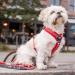 DOG Copenhagen Comfort Walk Air Harness - Size L, Black | Breathable and Durable - Buy Online on SooperMarket.com