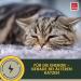Emma Cat Vitamins 100ml | High Dose B Complex & Essential Nutrients for Immune Support | Vitamins A B12 D E Iron Zinc Selenium & L-Lysine - Buy Online on SooperMarket.com