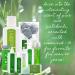 Vitabath Original Spring Green Moisturizing Body Lotion with Aloe & Shea Butter | Hydrating Formula for Dry Skin | 20 oz | Cruelty-Free & Paraben-Free - Buy Online on SooperMarket.com
