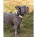 Lonto Soft Padded Dog Collar - Durable Nylon Size S 360 Reflective Click Closure Metal Ring - Beige - Buy Online on SooperMarket.com