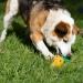 Petface Latex Pineapple Dog Toy - Large | Interactive and Durable Chew Toy - Buy Online on SooperMarket.com