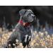 YUDOTE Ultra-Soft Natural Cotton Dog Collar for Small Dogs with Sensitive Skin - Red S (1 Pack) - Gentle Durable Stylish - Buy Online on SooperMarket.com