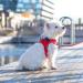 DOG Copenhagen Comfort Walk Go Dog Harness - Hunting Green XS | Best International Shipping Available - Buy Online on SooperMarket.com