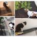 2 Pack Cat Scat Spike Mat Outdoor Cat Deterrent Mat with Spikes Prickle Strips Indoor Dog Digging Deterrent Anti Cats Network Cat Spikes with 8 Garden Staples for Garden Fence 78 11inch - Buy Online on SooperMarket.com