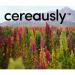 Organic Bolivian White Quinoa Bulk - 25Lbs | Restaurants & Wholesale | Non-GMO | Royal Quality - Buy Online on SooperMarket.com