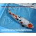 Tomodachi Waterproof Antibacterial Wound Seal for Koi | Vitalisan Nanobased Wound Care - 100g Can - Buy Online on SooperMarket.com