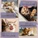 Buy Ne & No Gift Set with Natural Matatabi Sticks | 24 Dental Care Cat Sticks | Perfect Treats for Cats | International Shipping - Buy Online on SooperMarket.com