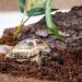 Humusziegel 2 x 650 grams of Coconut Litter for Reptiles Terrarium Substrate Terrarium Bedding Ground Coconut Tortoise Substrate Coconut Fibre Reptile Sand And Tortoise Bedding 650 g (Pack of 2) - Buy Online on SooperMarket.com