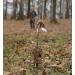 MOJO Outdoors Critter Predator Decoy - Ideal for Coyote and Bobcat Hunting, Varmint Hunting - Tail, Rabbit Decoy - Buy Online on SooperMarket.com