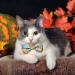 Fall Bow Tie Pumpkin Cat Collar Set with Bell | Autumn Thanksgiving Harvest Holiday Collar for Cats | Pumpkin Patch Design for Boys and Girls - Buy Online on SooperMarket.com