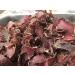 Raging Bull 1kg Biltong and Droewors Combo - 2 x 250g Original Beef Biltong & 2 x 250g Original Beef Droewors - High Protein Snacks - Grass Fed Beef Drowers - Low Carb Keto Snacks - Beef Sticks Original Biltong & Droewors - Buy Online on SooperMarket.com