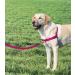 Buy PetSafe Easy Walk Harness - Anti-Pull Dog Harness (Size M Pink) with 1.8M Leash | Reduces Choking & Coughing - Shop Internationally! - Buy Online on SooperMarket.com
