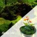 Natural Green Reindeer Moss 3.5oz - Ideal for Potted Plants, Crafts, and Wedding Decor - Buy Online on SooperMarket.com