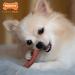 Nylabone Power Chew Dog Bone for Aggressive Chewers - Bacon X-Small/Petite - 1 Count - Buy Online on SooperMarket.com