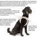 Buy Curli Air-Mesh Vest Harness in Black (M) - Durable Stylish & Comfortable for Pets | International Shipping Available - Buy Online on SooperMarket.com