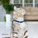 Collardirect Leather Cat Neck Band - Safety Collar with Elastic Belt & Bell | Adjustable 23-28 cm | Available in Black Blue Red Orange Green Pink - Buy Online on SooperMarket.com