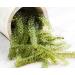 Umibudo Sea Grapes - Delectable Green Caviar Seaweed, 1.76oz/50g - Rehydrates to 1/2 Pound - Brine Dehydrated - Buy Online on SooperMarket.com