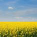 Sinapis Alba Yellow Mustard Herb Garden Seeds - 5000 Seeds for Culinary Spice & Flavoring - Buy Online on SooperMarket.com