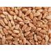 Organic USA-Grown Non-GMO Kosher Raw Spring Wheat Berries - 5 lbs - Buy Online on SooperMarket.com
