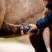 Lister Eclipse Cordless Horse Clipper Cordless Equine Clipper Professional Animal Clipping Clippers for Horses & Cattle Farm Supplies Lightweight Low Vibration Medium Duty Clipping - Buy Online on SooperMarket.com