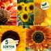 valeaf Sunflower Starter Kit (Sunflowers) - Buy Online on SooperMarket.com