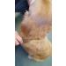 Resco US-Made Combination Comb for Dogs and Cats - Teeth/Medium-Coarse Spacing Nickel - Buy Online on SooperMarket.com
