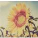 Buy FarmHouse Fresh Sunflower Honey Butter Serum | 3 Fl Oz | International Shipping Available - Buy Online on SooperMarket.com
