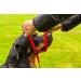 Shop Gencon Halfter - Premium Quality Horse Halters | International Shipping Available - Buy Online on SooperMarket.com