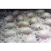 Buy Lucky Reptile HR-2 HatchRite 2L - Premium Breeding Substrate for Reptiles | Fast International Shipping - Buy Online on SooperMarket.com