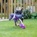 Rosewood Ruby Rabbit Dog Toy multi-colour 1 Count (Pack of 1) - Buy Online on SooperMarket.com