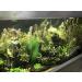 Begondis Artificial Aquarium Plants - Silk Green Aquatic Decor Safe for Fish & Pets (18cm) - International Shipping Available - Buy Online on SooperMarket.com