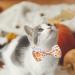 Fall Bow Tie Pumpkin Cat Collar Set with Bell | Autumn Thanksgiving Harvest Holiday Collar for Cats | Pumpkin Patch Design for Boys and Girls - Buy Online on SooperMarket.com