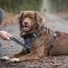 Floxik Gray Short Guide for Dogs | 12mm Reflective Climbing Rope | Ideal for Leash & Free-Range Training - Buy Online on SooperMarket.com