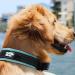 Black Rhino Comfort Collar - Super Soft Neoprene Dog Collar for All Breeds | Adjustable Reflective & Weatherproof (XL Aqua/Gray) - Buy Online on SooperMarket.com