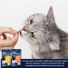 Felix Soup Cat Food Bundle Containing Farm and Fish Selection 48g x24 | Cat Treats 60g x2 | Silvervine Sticks - Buy Online on SooperMarket.com