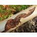 Zep Root Kill - 2 lbs (Case of 4) | ZROOT24 - Professional Strength Drain and Septic Care Formula - Buy Online on SooperMarket.com