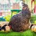 Rural365 Artificial Turf Nesting Box Pads - 12x12, 4 Pack - Chicken Coop Grass Laying Pads - Buy Online on SooperMarket.com
