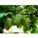 Dried Graviola Leaves Dried Soursop Tea Leaves Hojas de Guanabana 4 oz (113 G) - Buy Online on SooperMarket.com