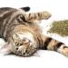 SmartyKat Organic Catnip - 0.5oz Resealable Pouch for Cats & Kittens - Buy Online on SooperMarket.com