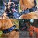 OneTigris Dog Collar with Metal Buckle for Dogs - Durable Black Collar (Medium) - International Shipping Available - Buy Online on SooperMarket.com