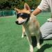 Dog Sunglasses | UV Protection Goggles for Small/Medium Dogs - Comfortable, Adjustable & Windproof Pet Eyewear - Buy Online on SooperMarket.com