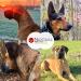 Rust-free combination chain for dogs the original with pull stop stainless steel dog chain collar long link 4 mm thick length 59 cm dog necklace with pull limiter Gesamtl nge: 59 cm Thickness: 4 mm - Buy Online on SooperMarket.com